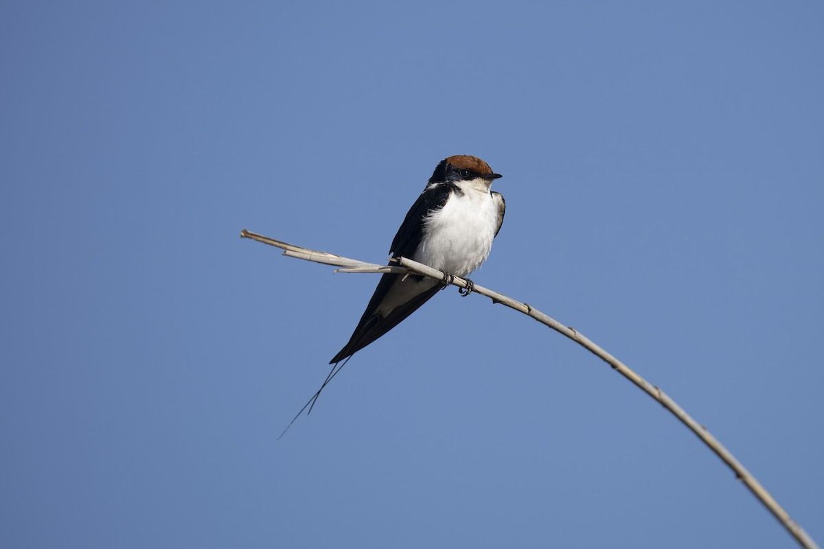 Wire-tailed Swallow - ML641542385