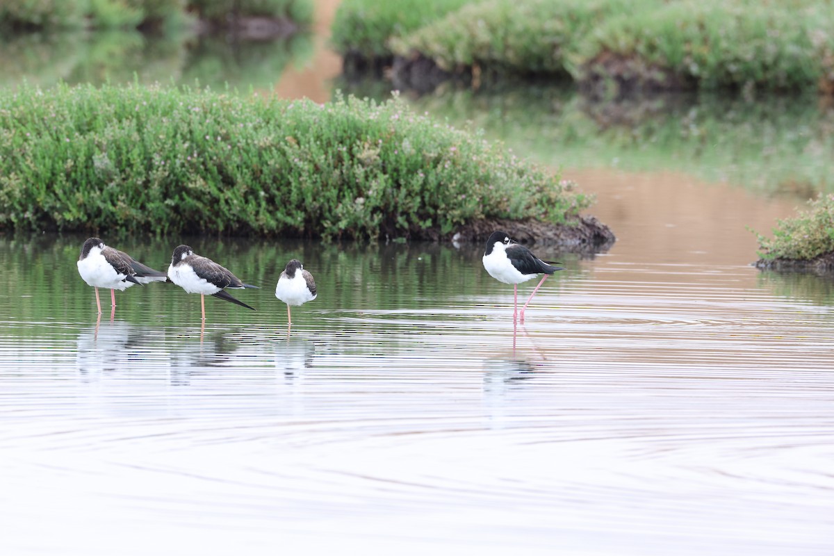 Black-necked Stilt - ML641542389