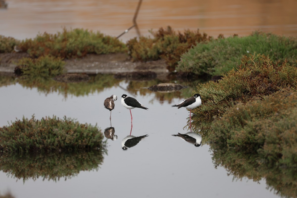 Black-necked Stilt - ML641542393