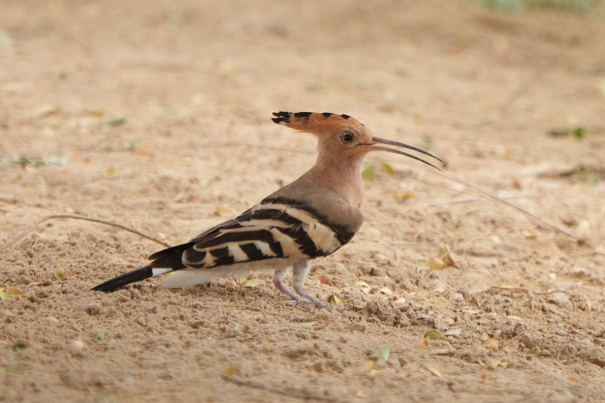 Eurasian Hoopoe - ML641542396