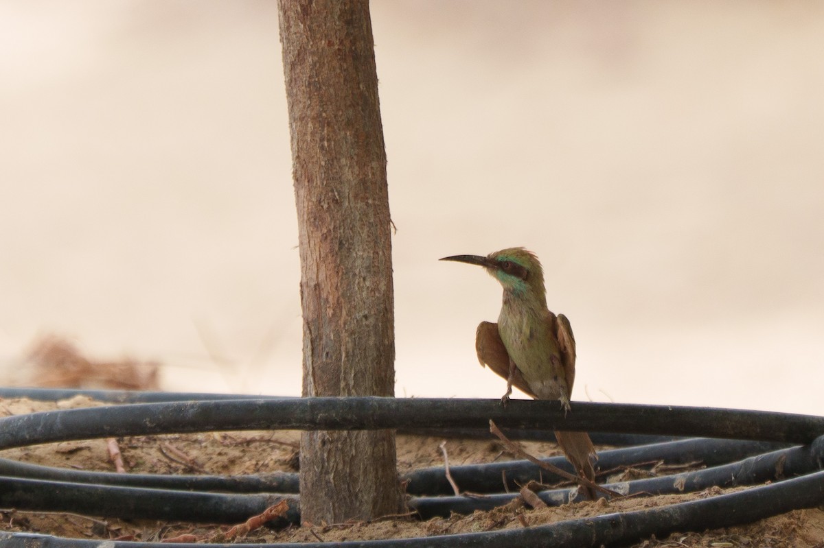 Arabian Green Bee-eater - ML641542404