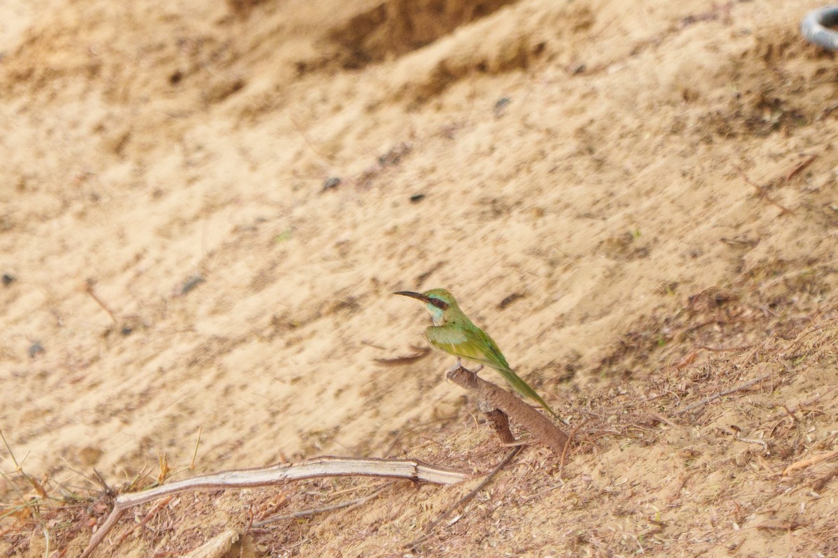 Arabian Green Bee-eater - ML641542405