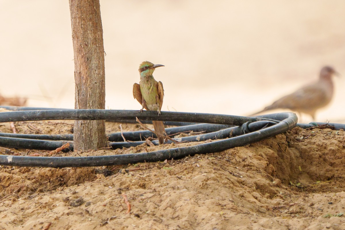 Arabian Green Bee-eater - ML641542406