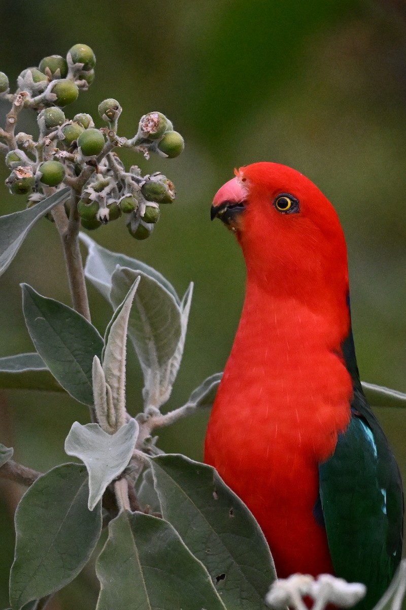 Australian King-Parrot - ML641542415