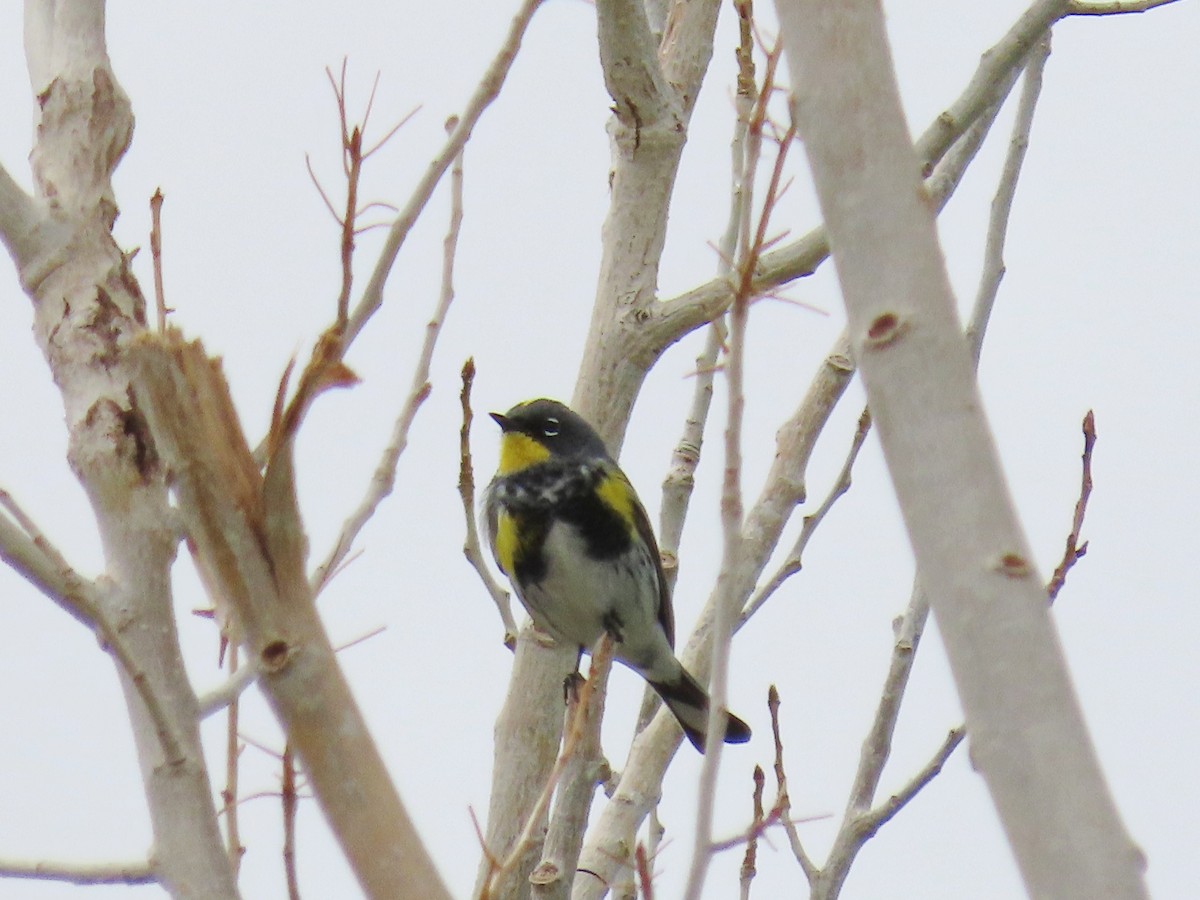 Yellow-rumped Warbler - ML641542424