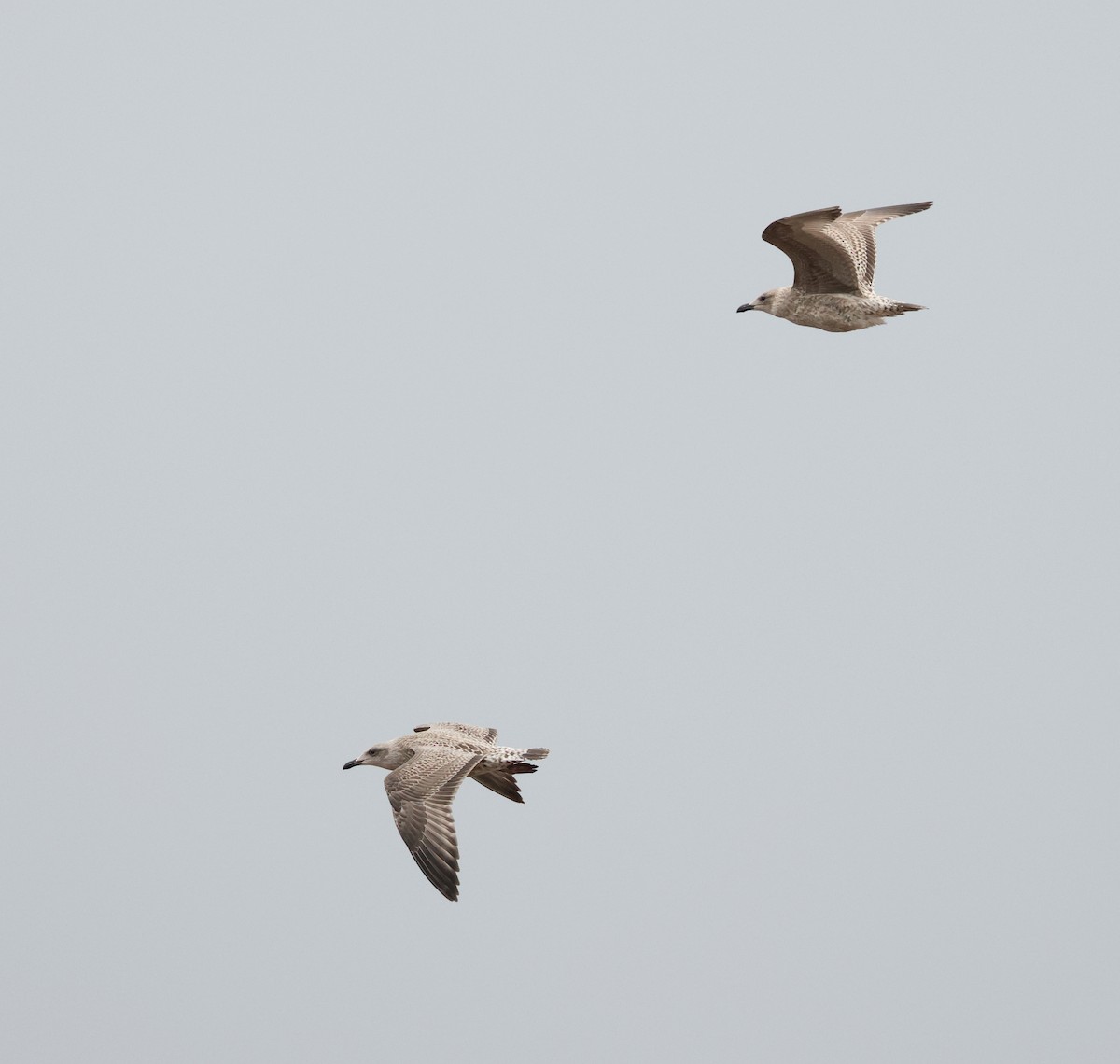 European Herring Gull - ML641542436