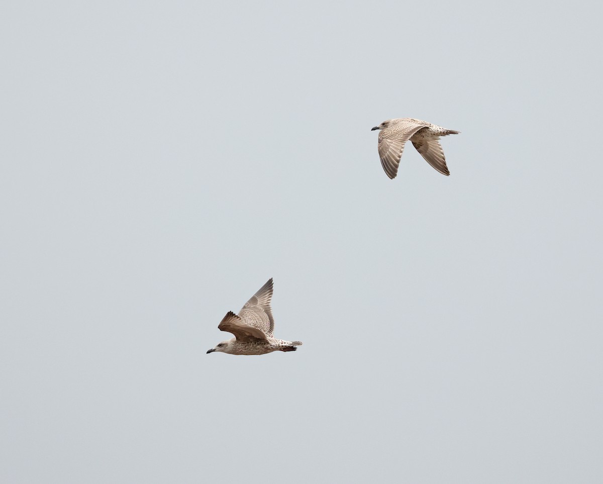 European Herring Gull - ML641542438