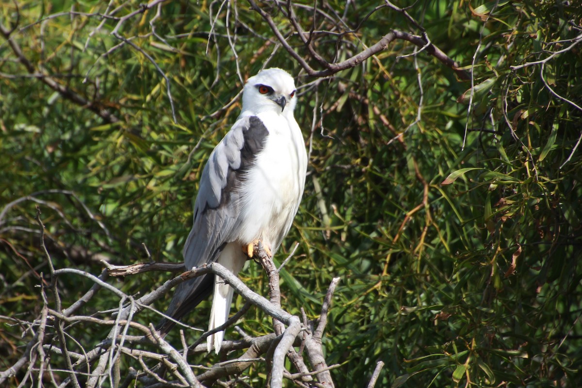 Black-shouldered Kite - ML641542498