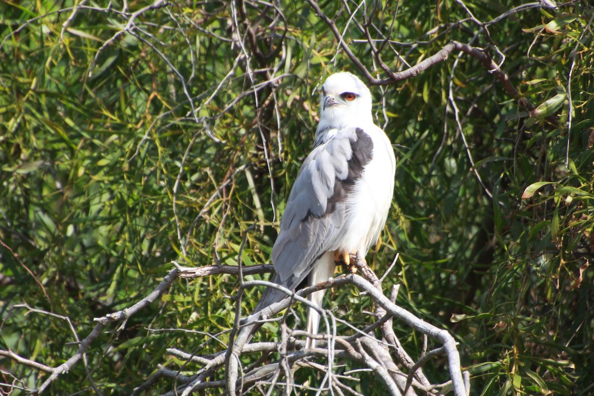 Black-shouldered Kite - ML641542499