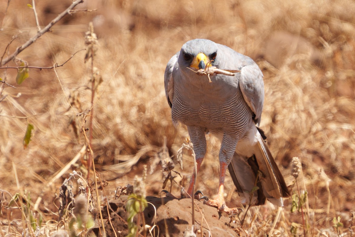 Eastern Chanting-Goshawk - ML641542506