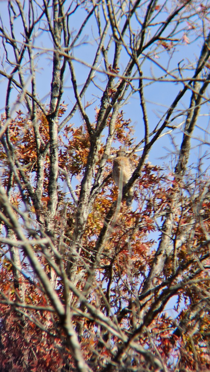 Red-shouldered Hawk - ML641542507