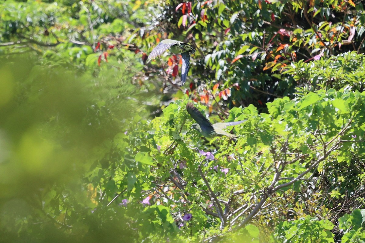 Whistling Green-Pigeon (Ryukyu) - ML641542508