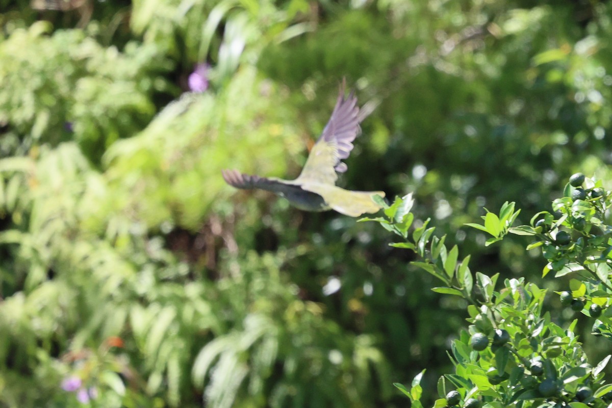 Whistling Green-Pigeon (Ryukyu) - ML641542509