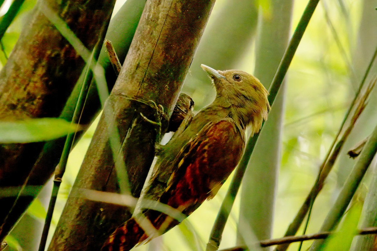 Pale-headed Woodpecker - ML641542525