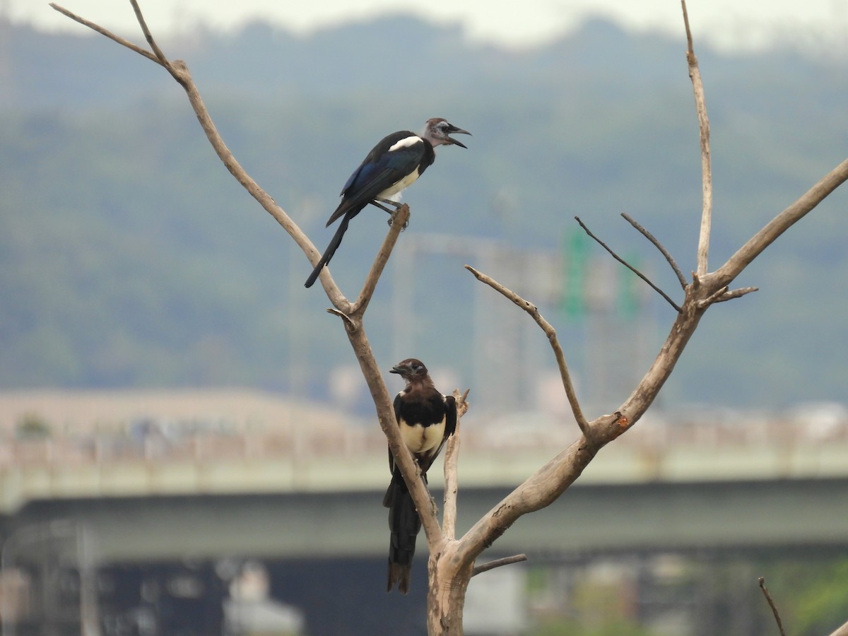 カササギ - ML641542568