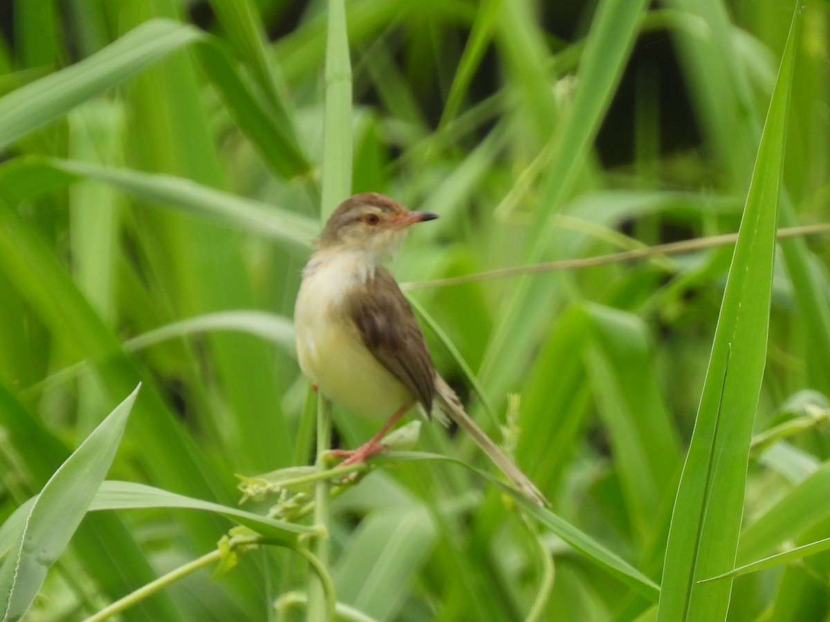 アジアマミハウチワドリ - ML641542586