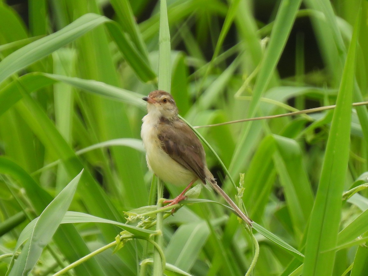 アジアマミハウチワドリ - ML641542588