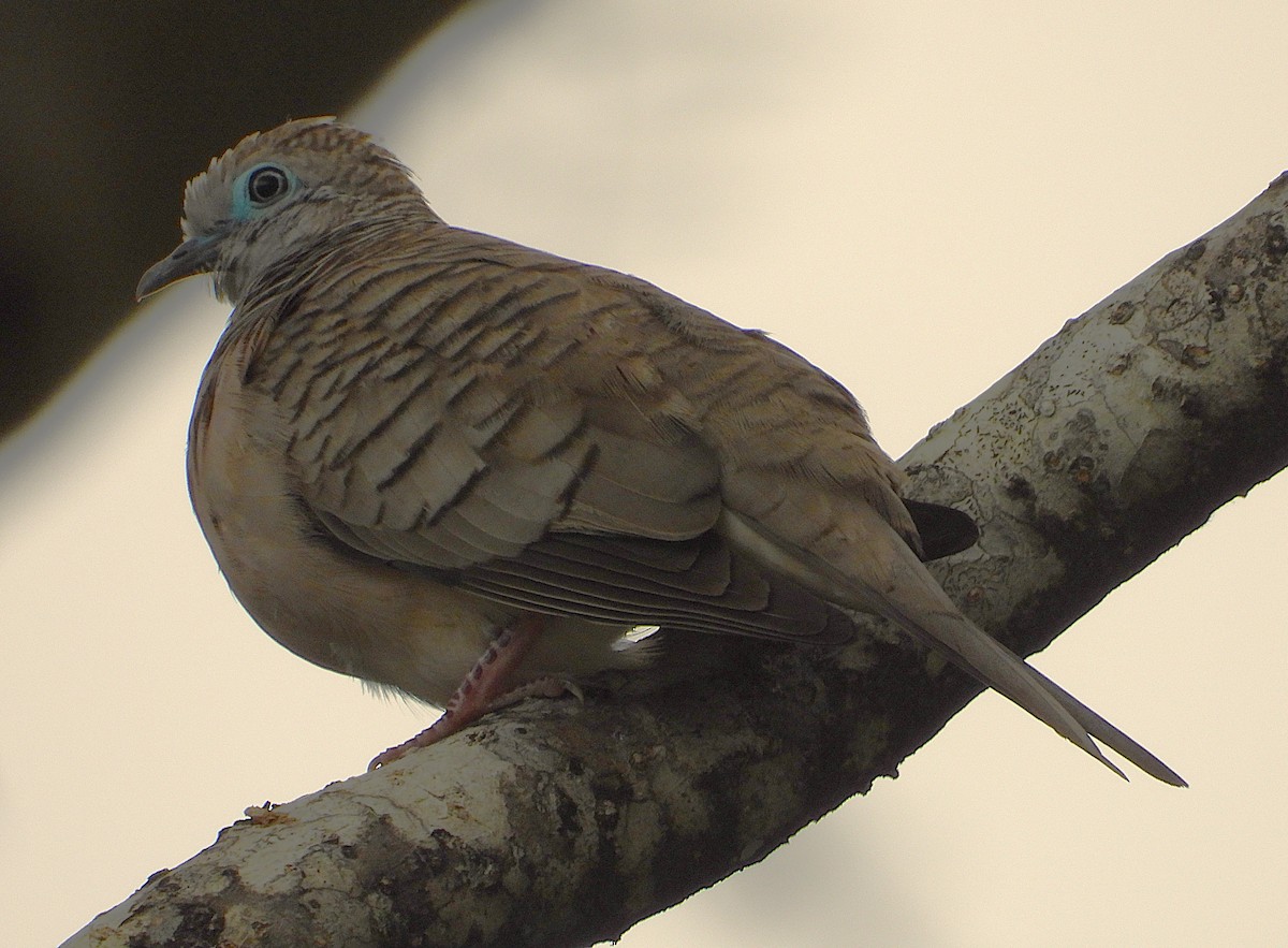 Peaceful Dove - ML641542641