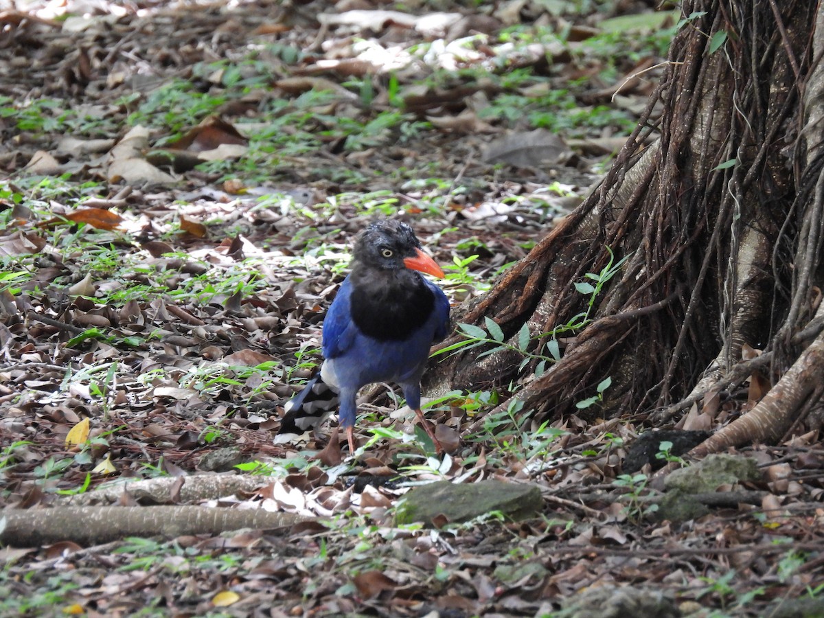 Taiwan Blue-Magpie - ML641542654