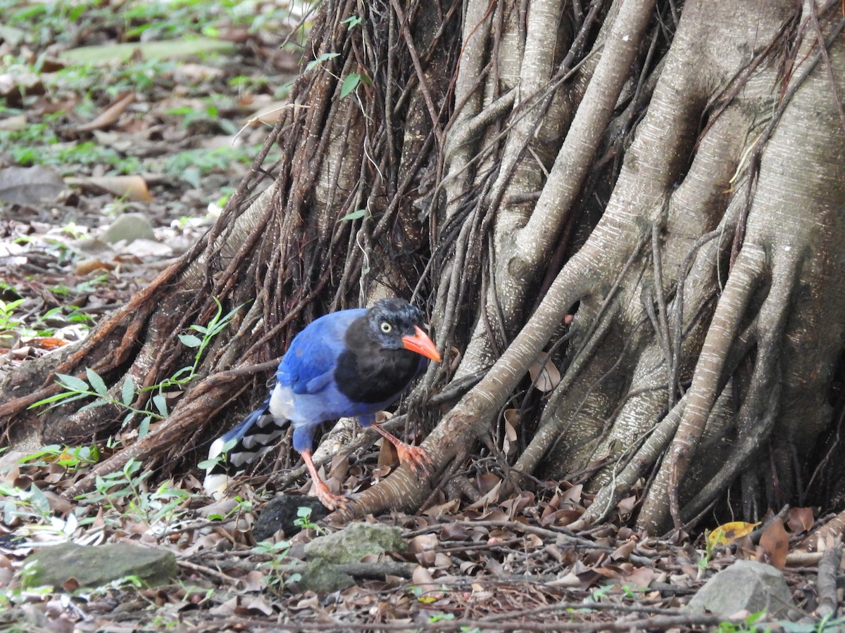 Taiwan Blue-Magpie - ML641542655