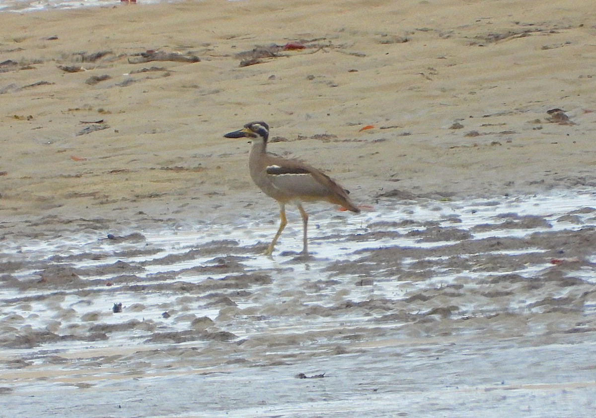 Beach Thick-knee - ML641542672