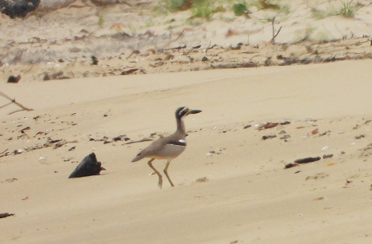 Beach Thick-knee - ML641542673