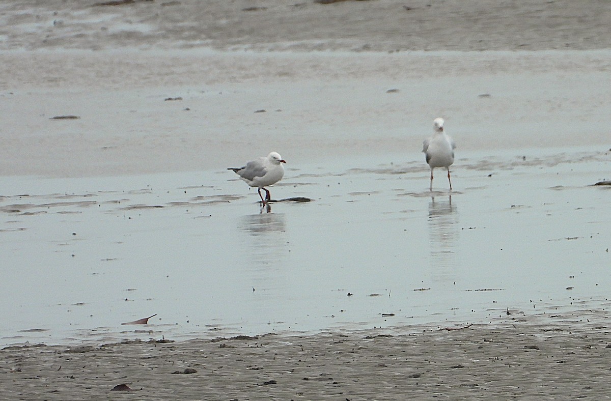Mouette argentée - ML641542676