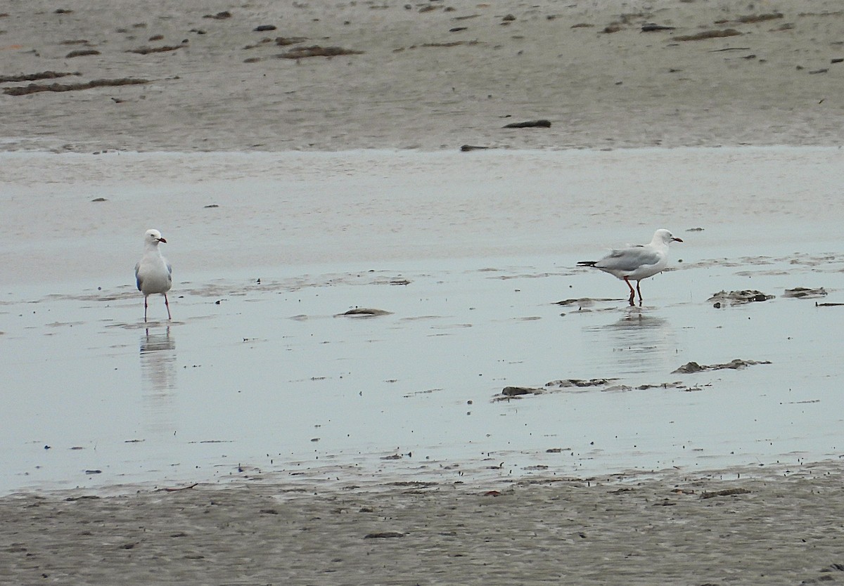 Mouette argentée - ML641542677