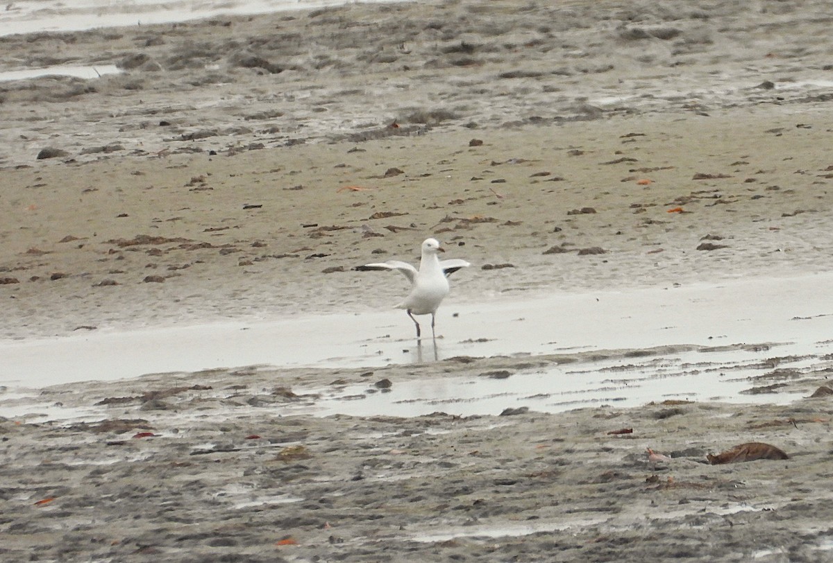 Mouette argentée - ML641542679