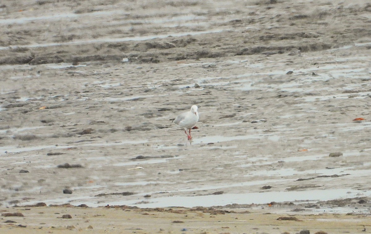 Mouette argentée - ML641542682