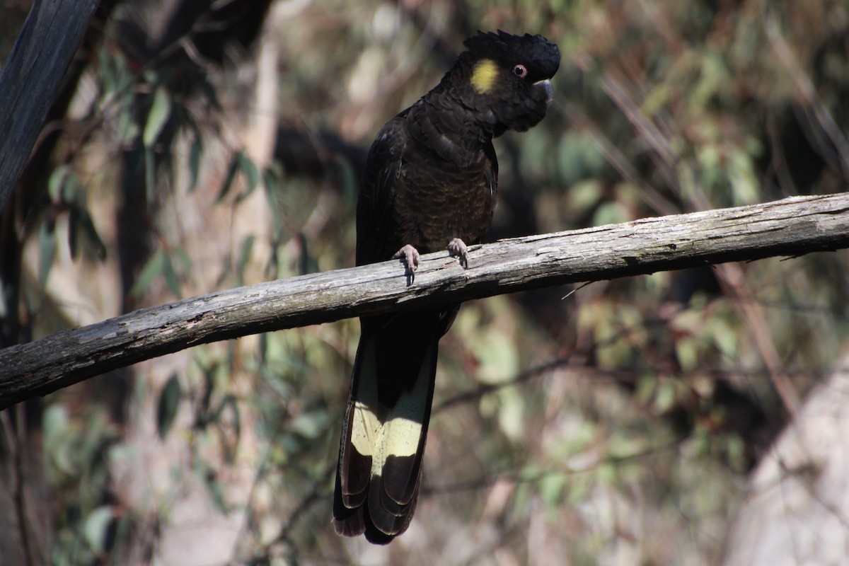 Yellow-tailed Black-Cockatoo - ML641542717