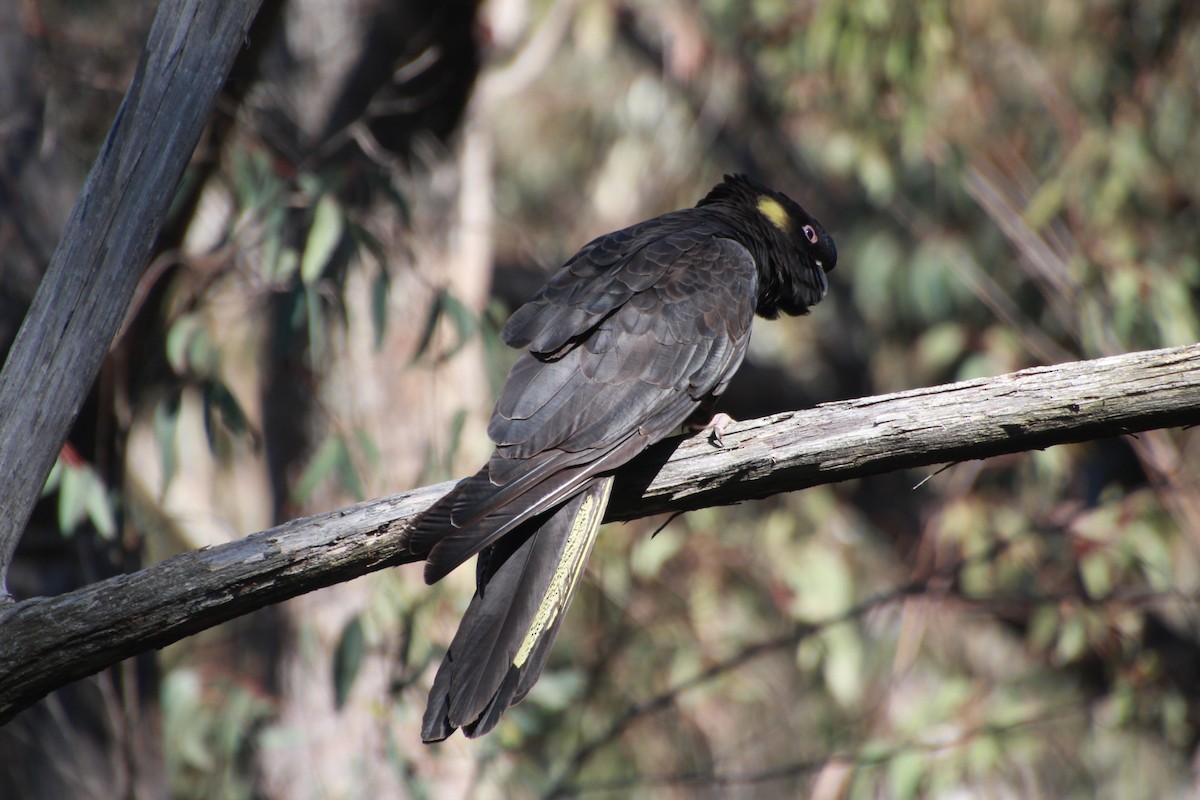 Yellow-tailed Black-Cockatoo - ML641542718