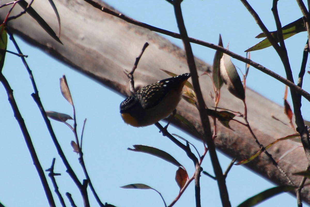 Spotted Pardalote (Spotted) - ML641542727