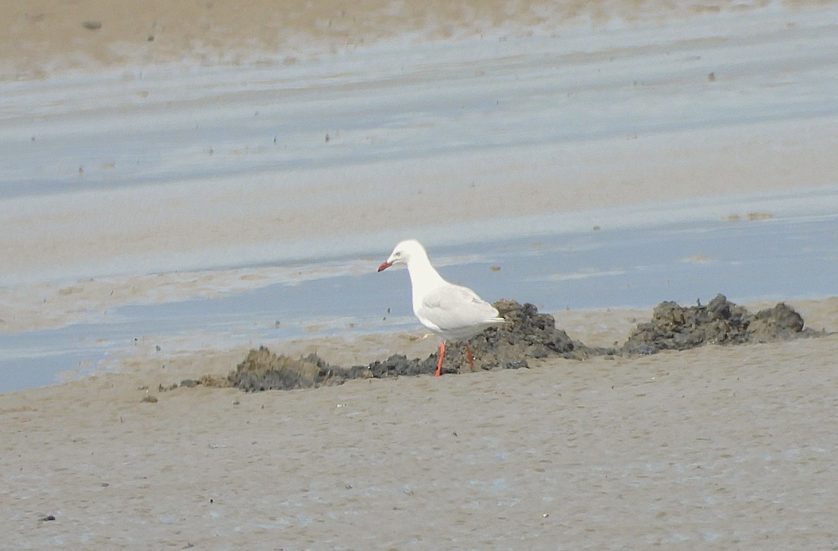 Mouette argentée - ML641542728