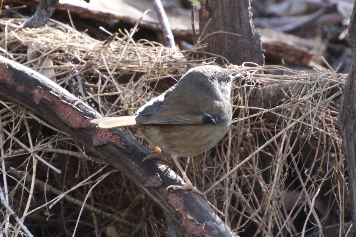 White-browed Scrubwren (White-browed) - ML641542729