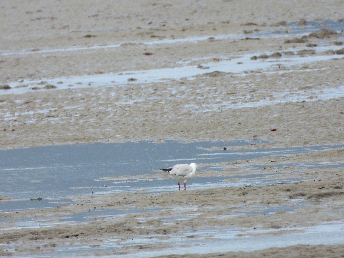 Mouette argentée - ML641542730