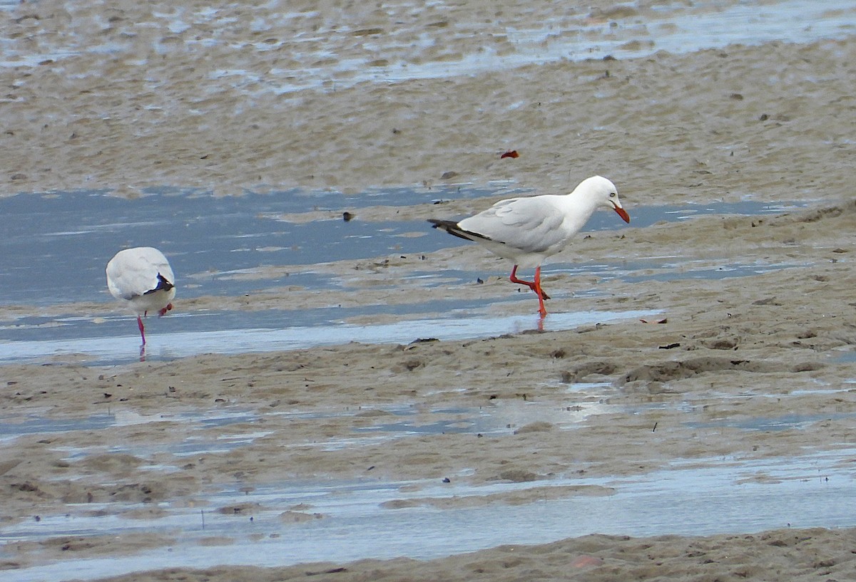 Mouette argentée - ML641542731