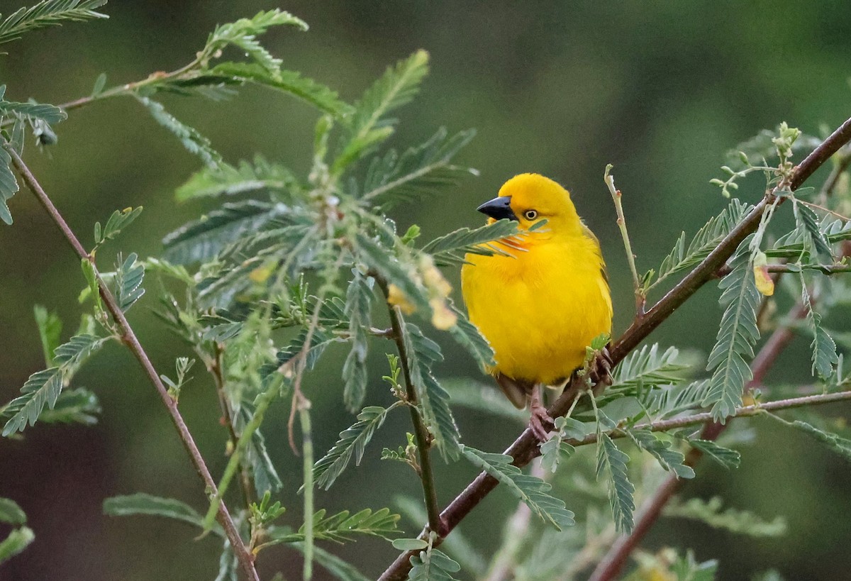 Holub's Golden-Weaver - ML641542746