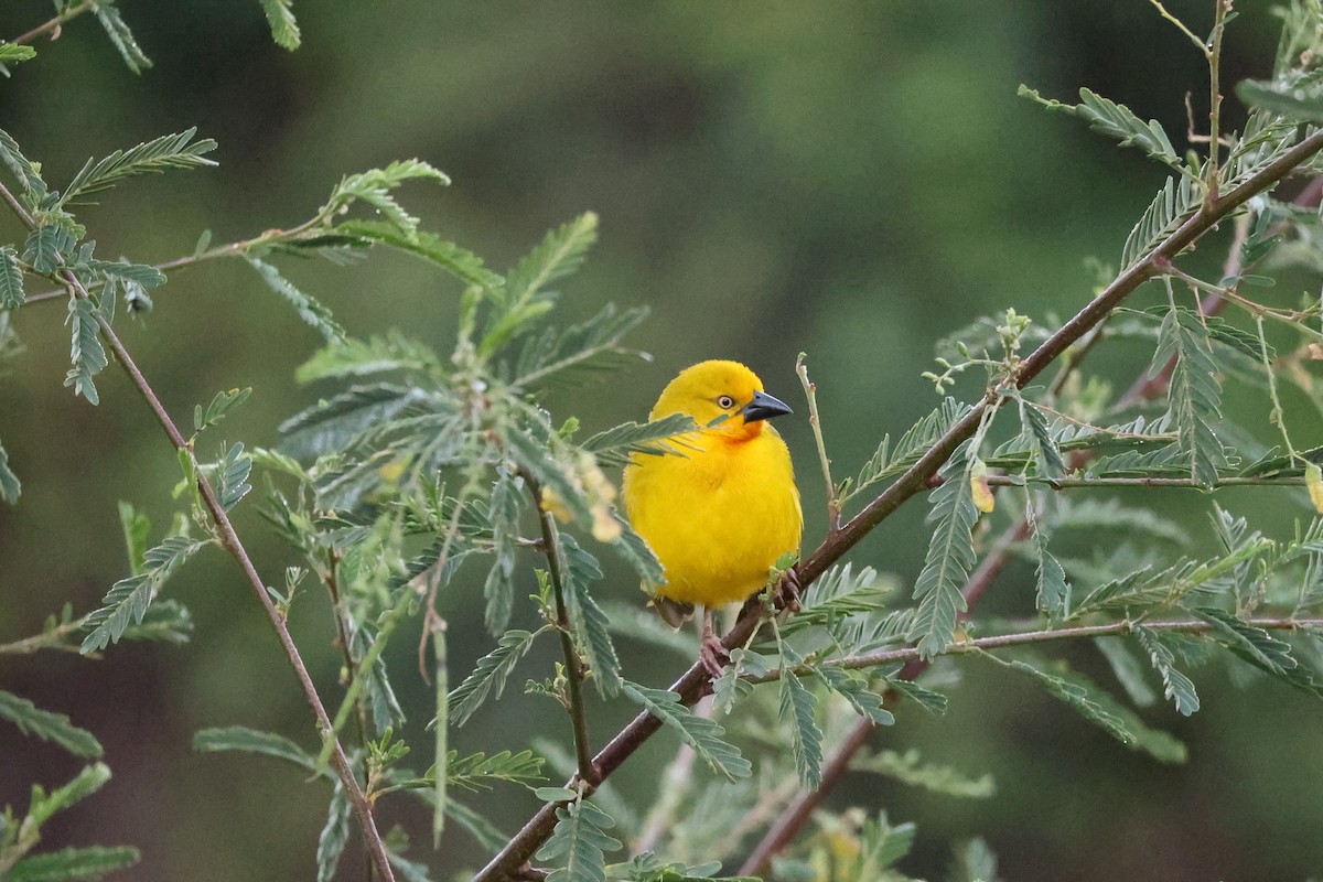 Holub's Golden-Weaver - ML641542747