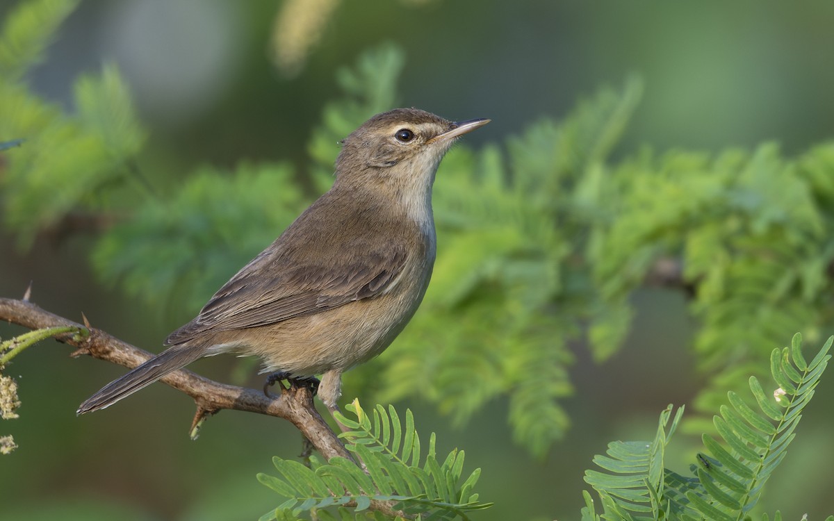 Booted Warbler - ML641542753