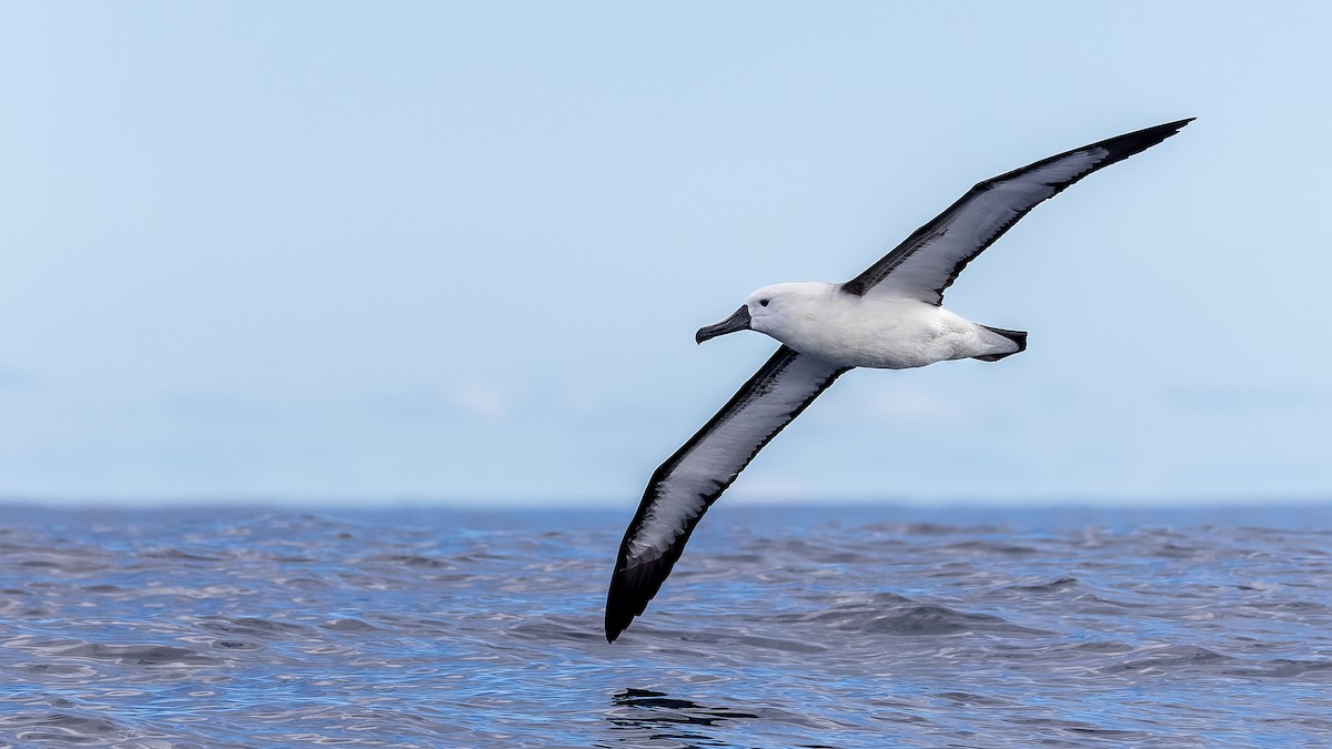 Indian Yellow-nosed Albatross - ML641542777
