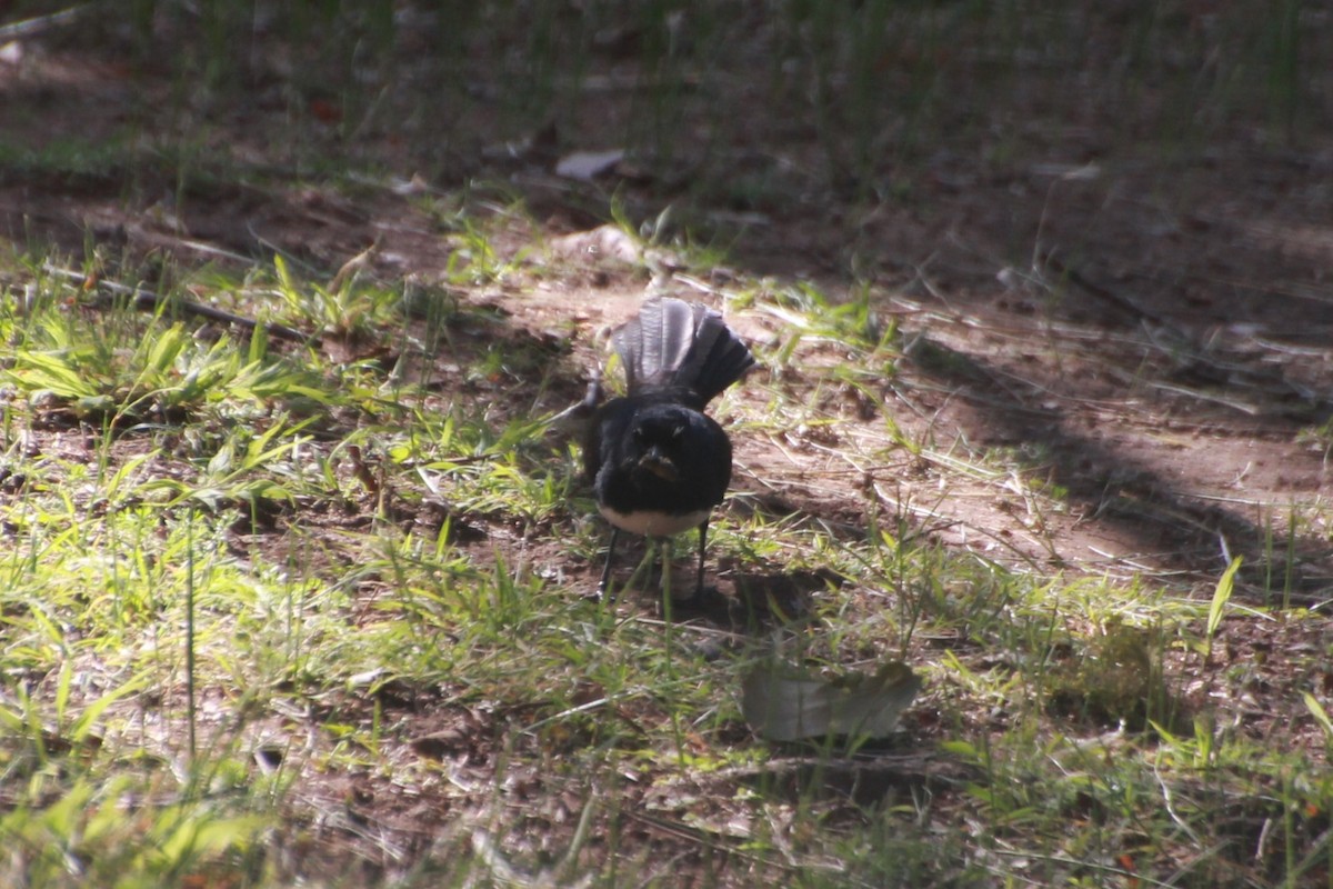 Willie-wagtail - ML641542778