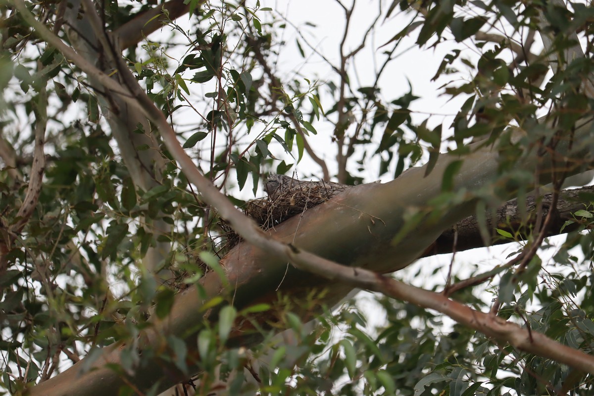 Tawny Frogmouth - ML641542780