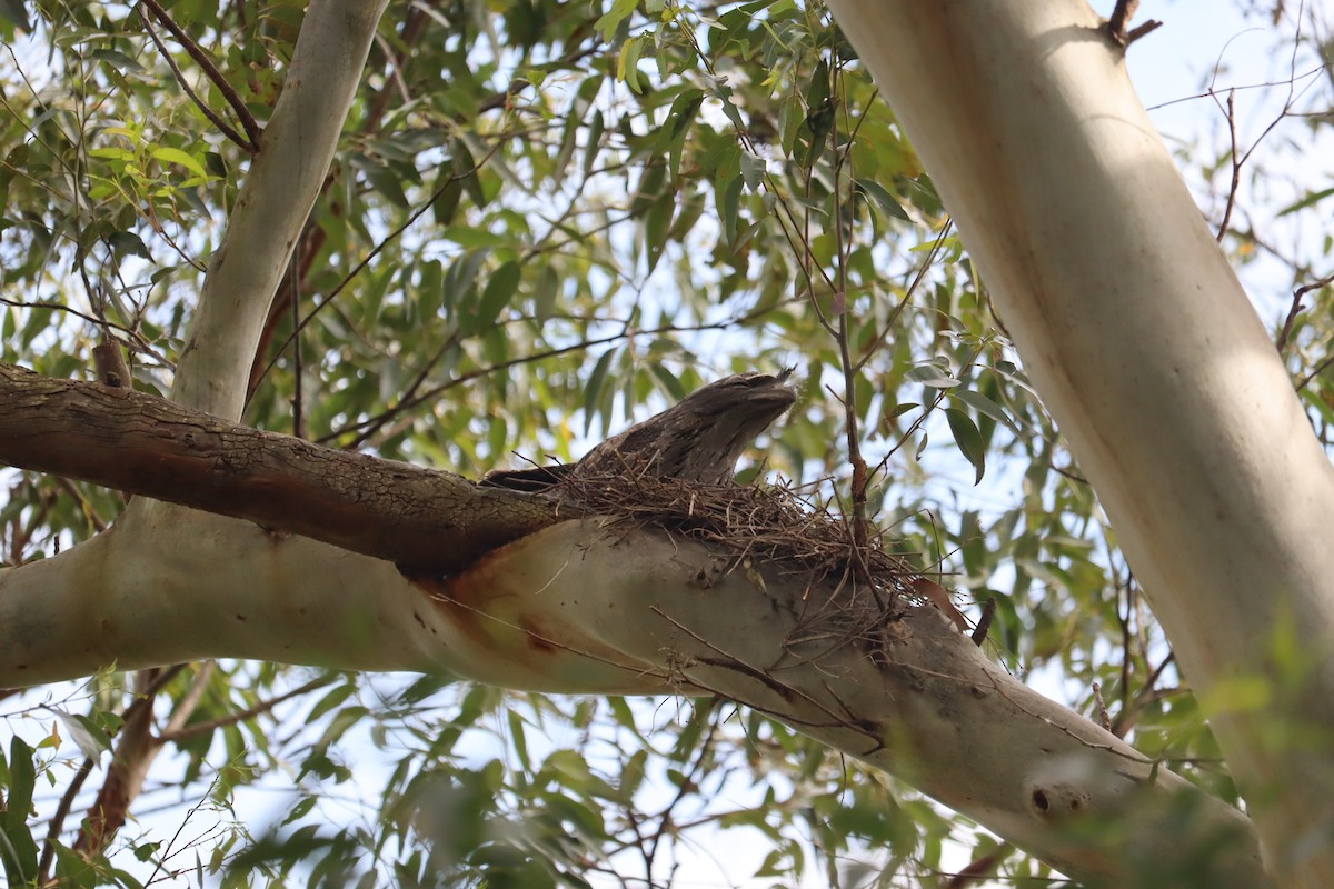 Tawny Frogmouth - ML641542781