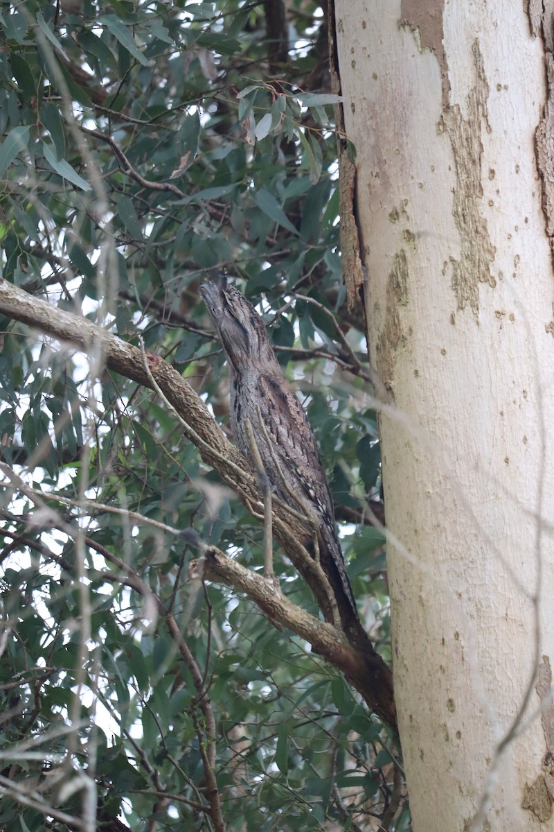 Tawny Frogmouth - ML641542782