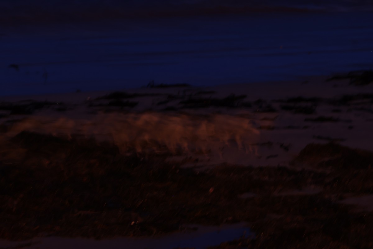 Little Penguin - ML641542786