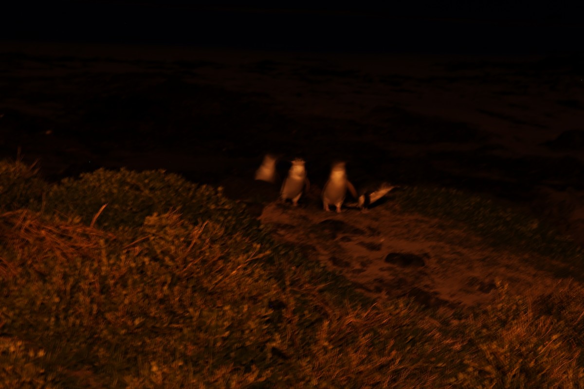 Little Penguin - ML641542788