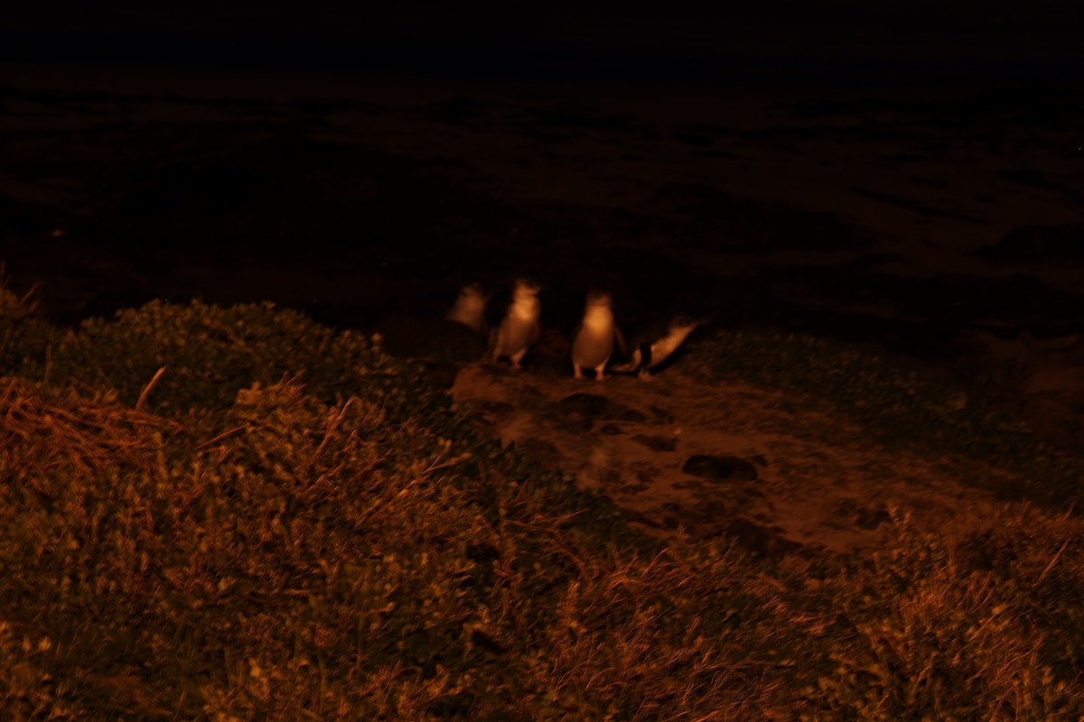 Little Penguin - ML641542789