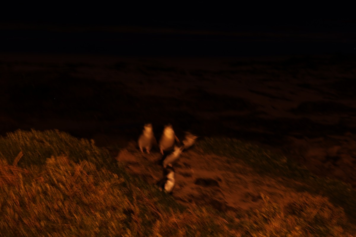 Little Penguin - ML641542790