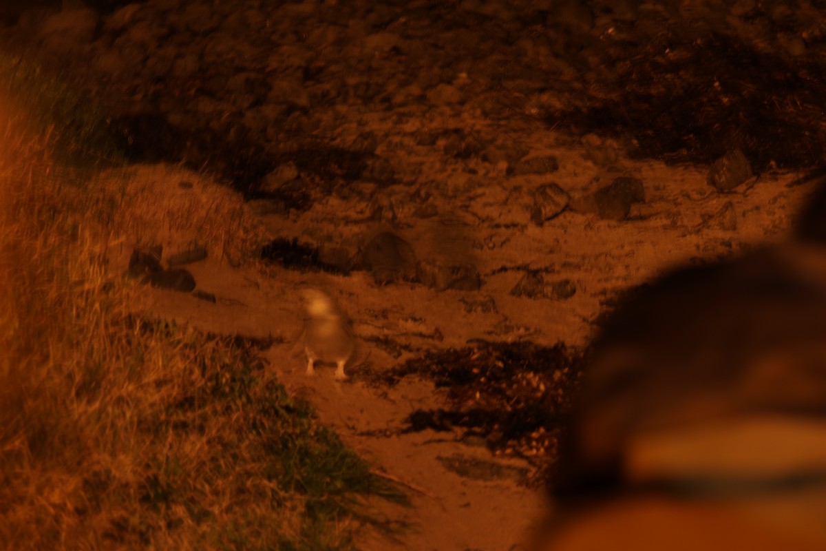 Little Penguin - ML641542791